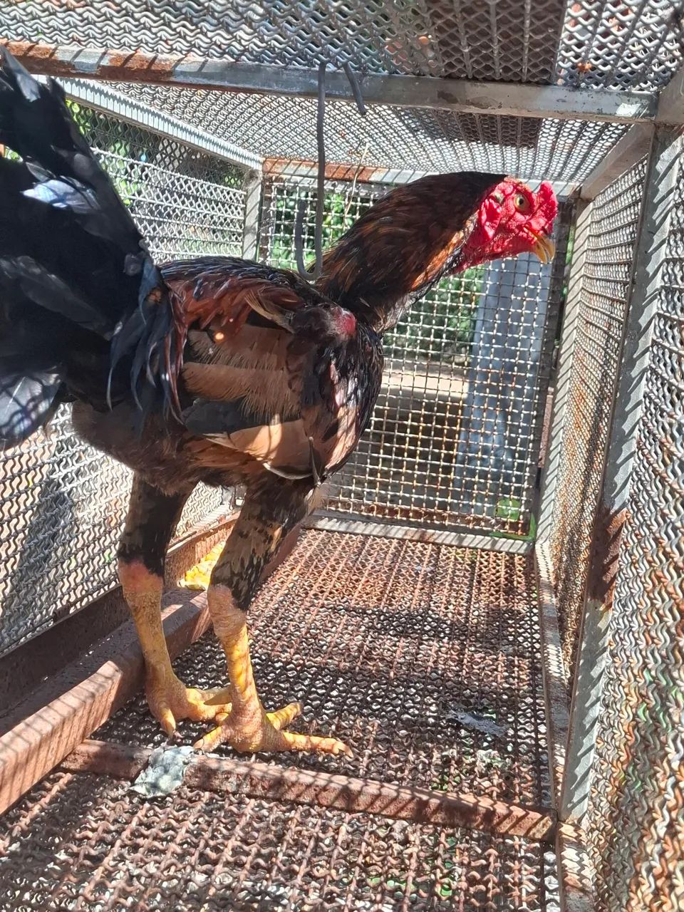 Vendo galo saudável  - Foto 4