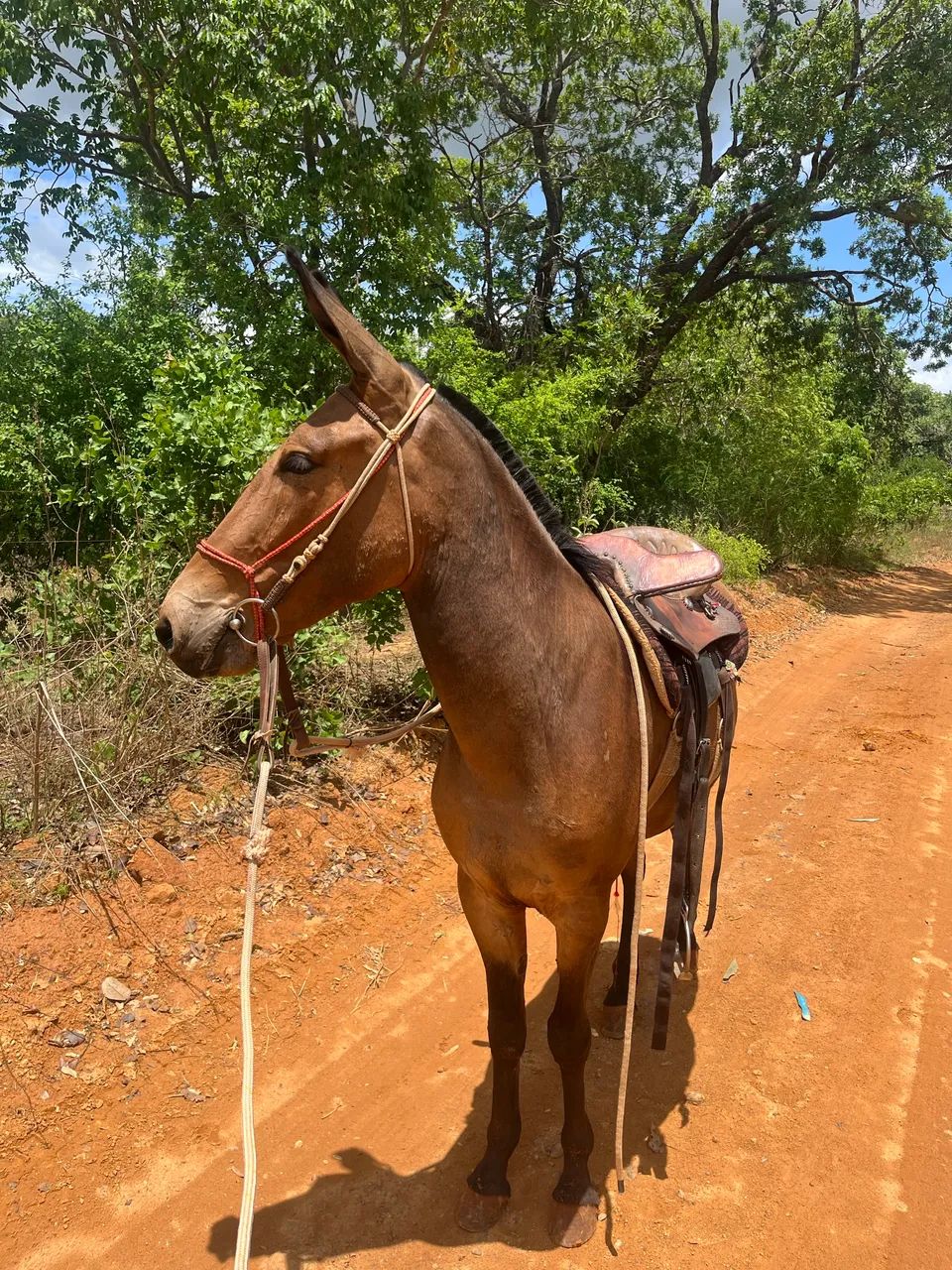 Burro registrado  - Foto 3
