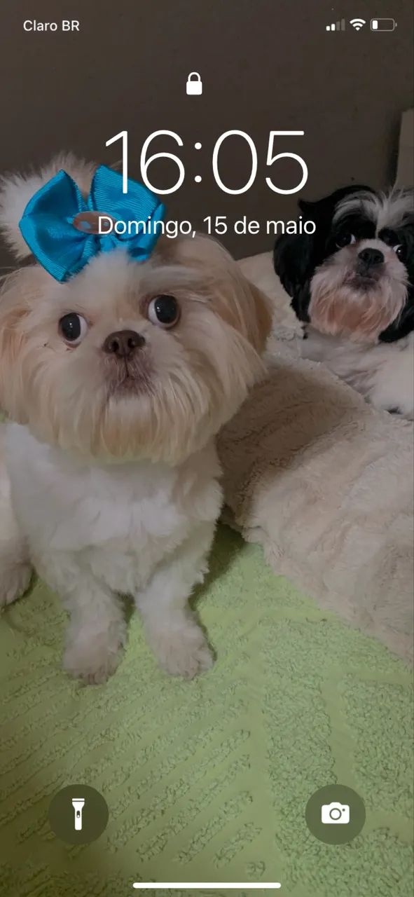 Cuidadora de Pets e Passeadora de Cães  - Foto 2