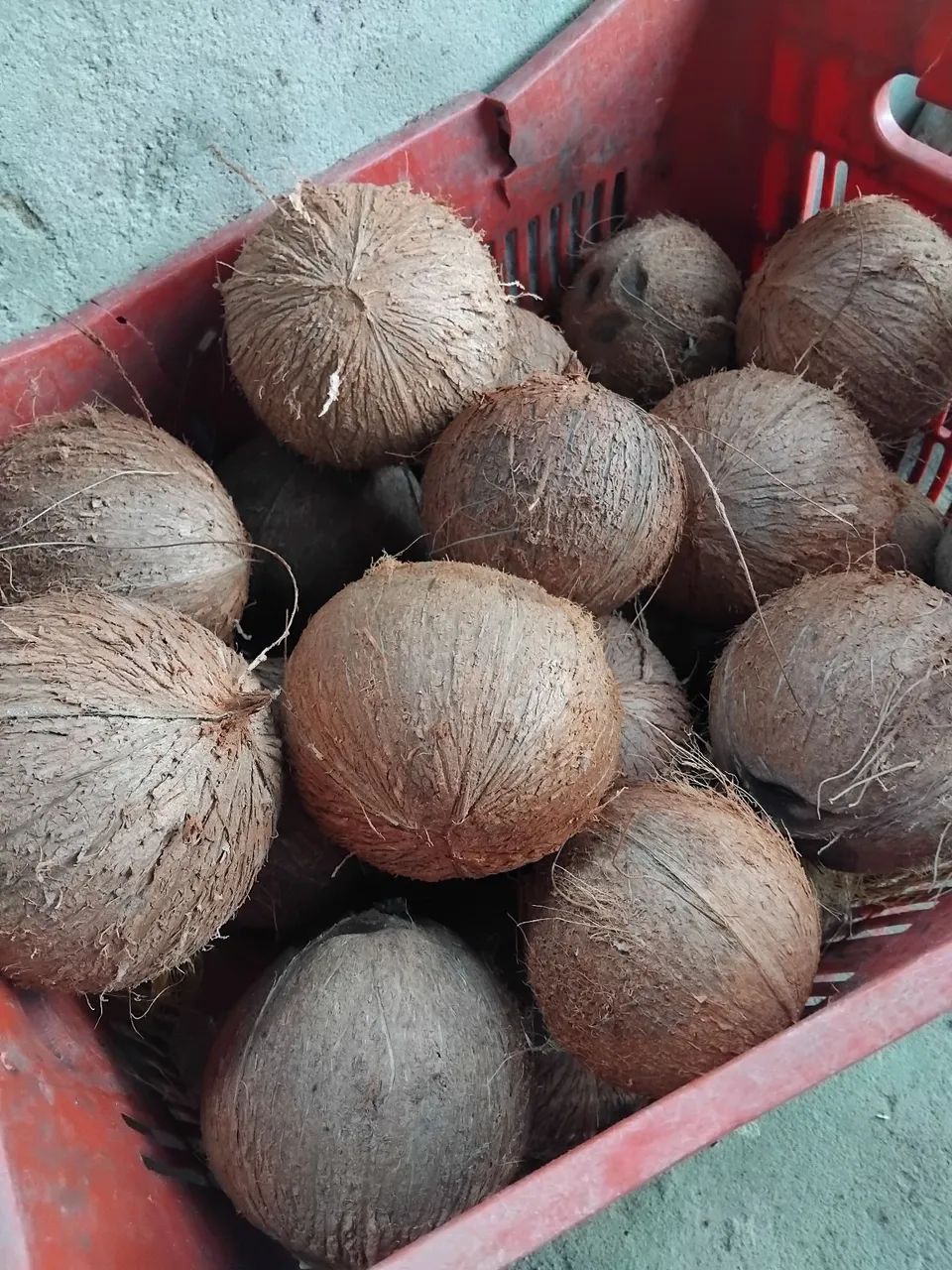 COCO VERDE E COCO SECO. - Foto 4