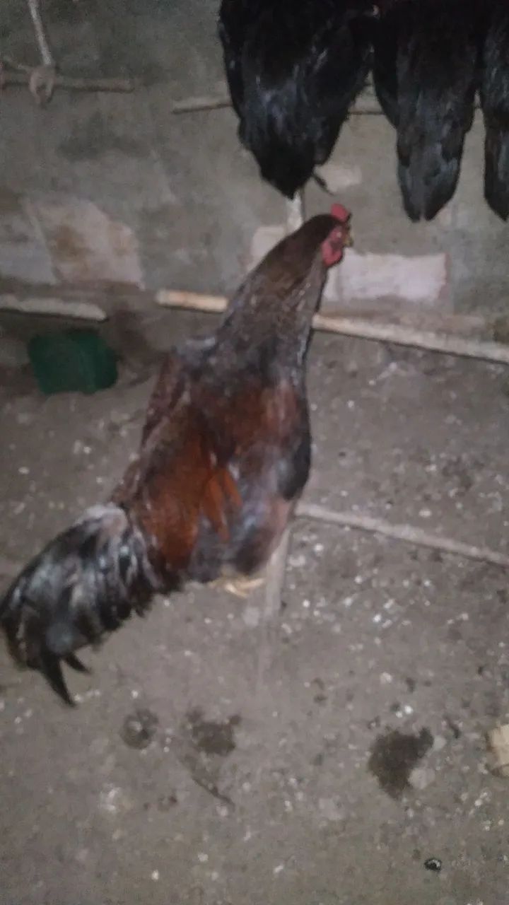 Frango 