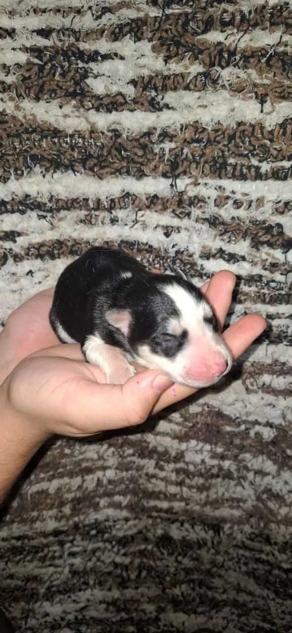 Filhotes de Husky - Foto 2
