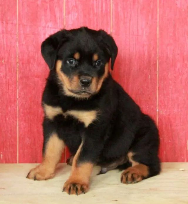 ? Rottweiler forte ? guarda e lealdade extrema