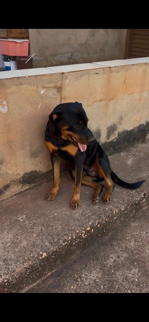 Cachorro  - Foto 5