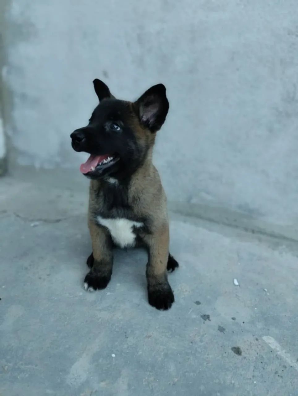 Pastor malinois  - Foto 2