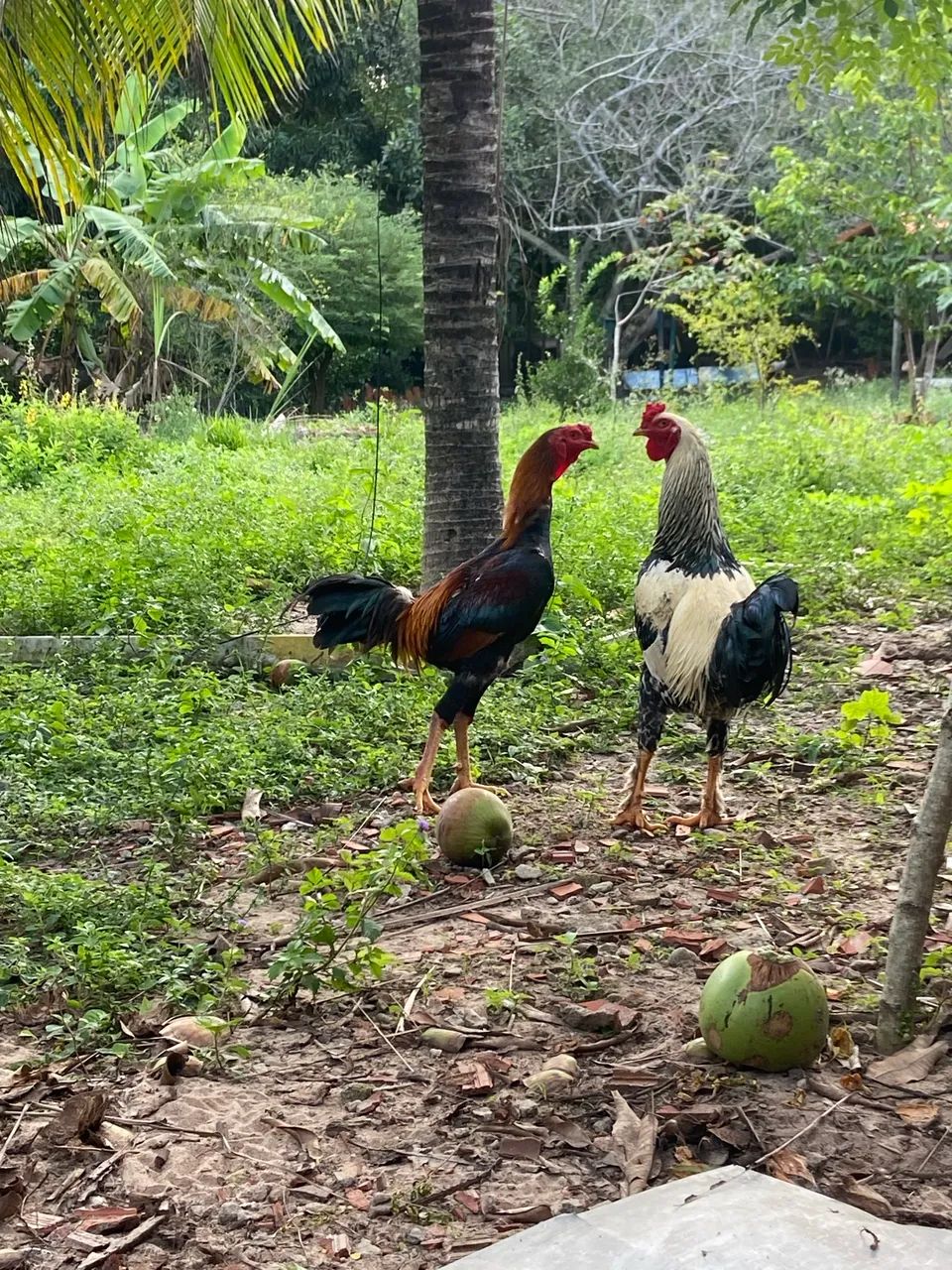 Galos e Galinhas  - Foto 4