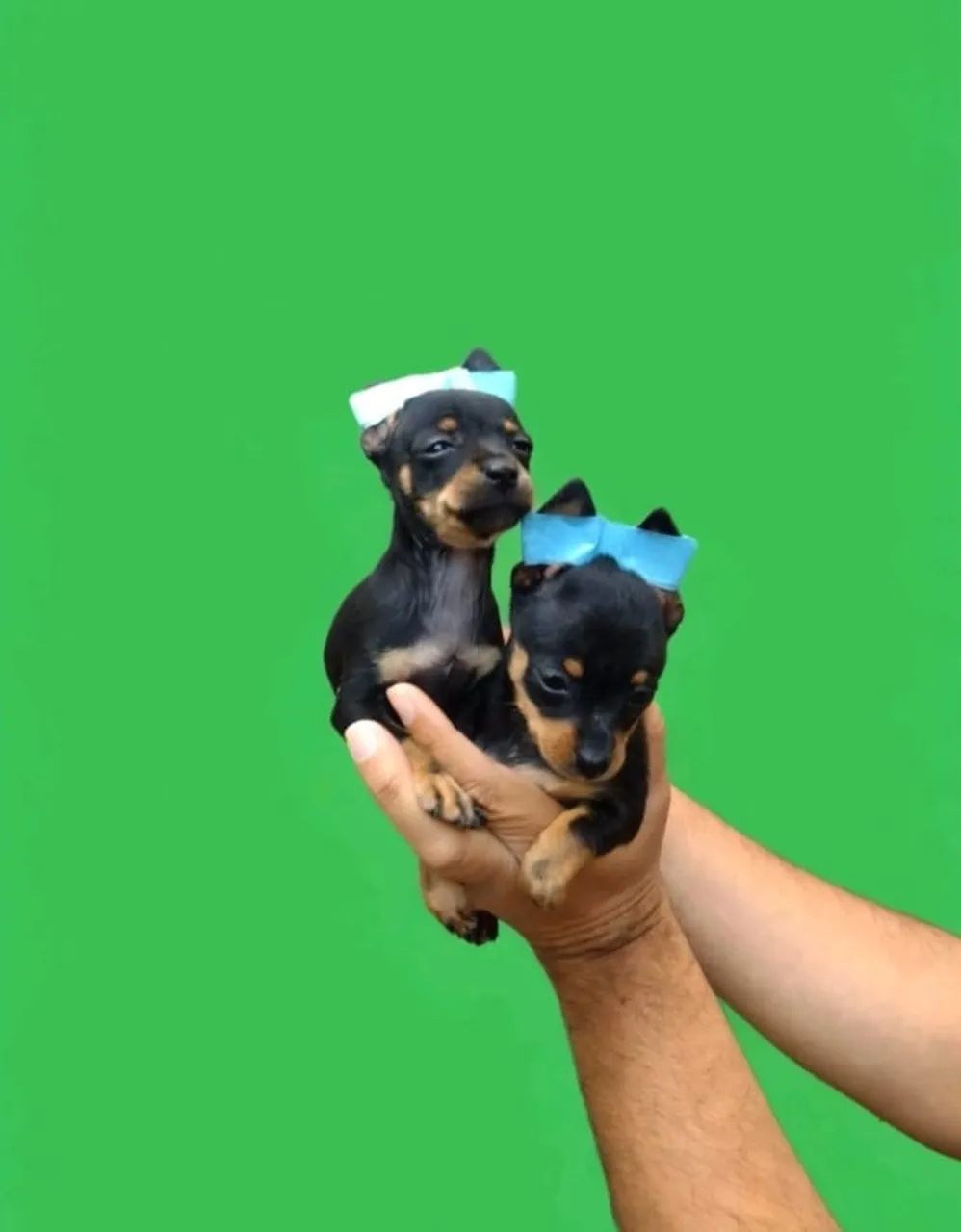 Pinscher macho