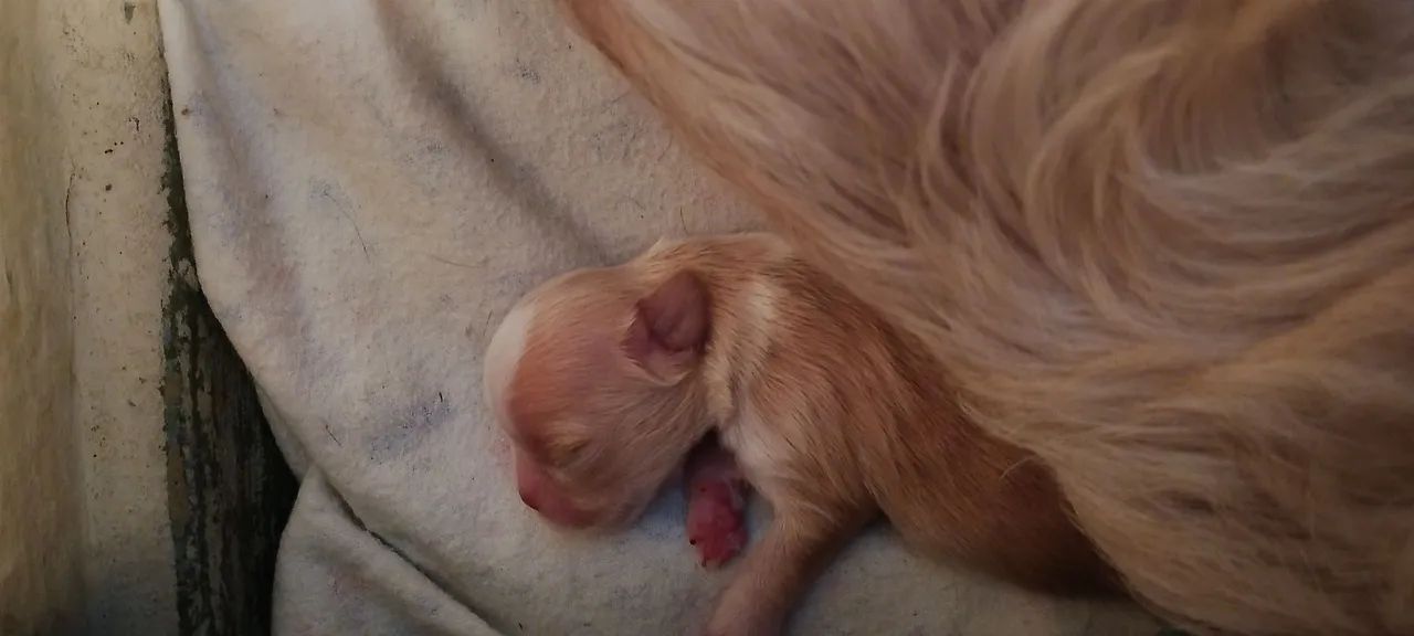 @#shihtzu - Foto 4