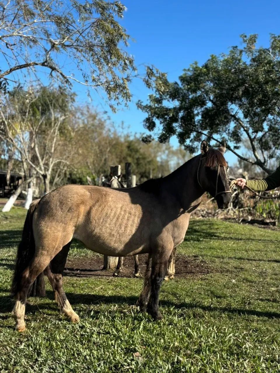 Égua e Potro - Foto 2