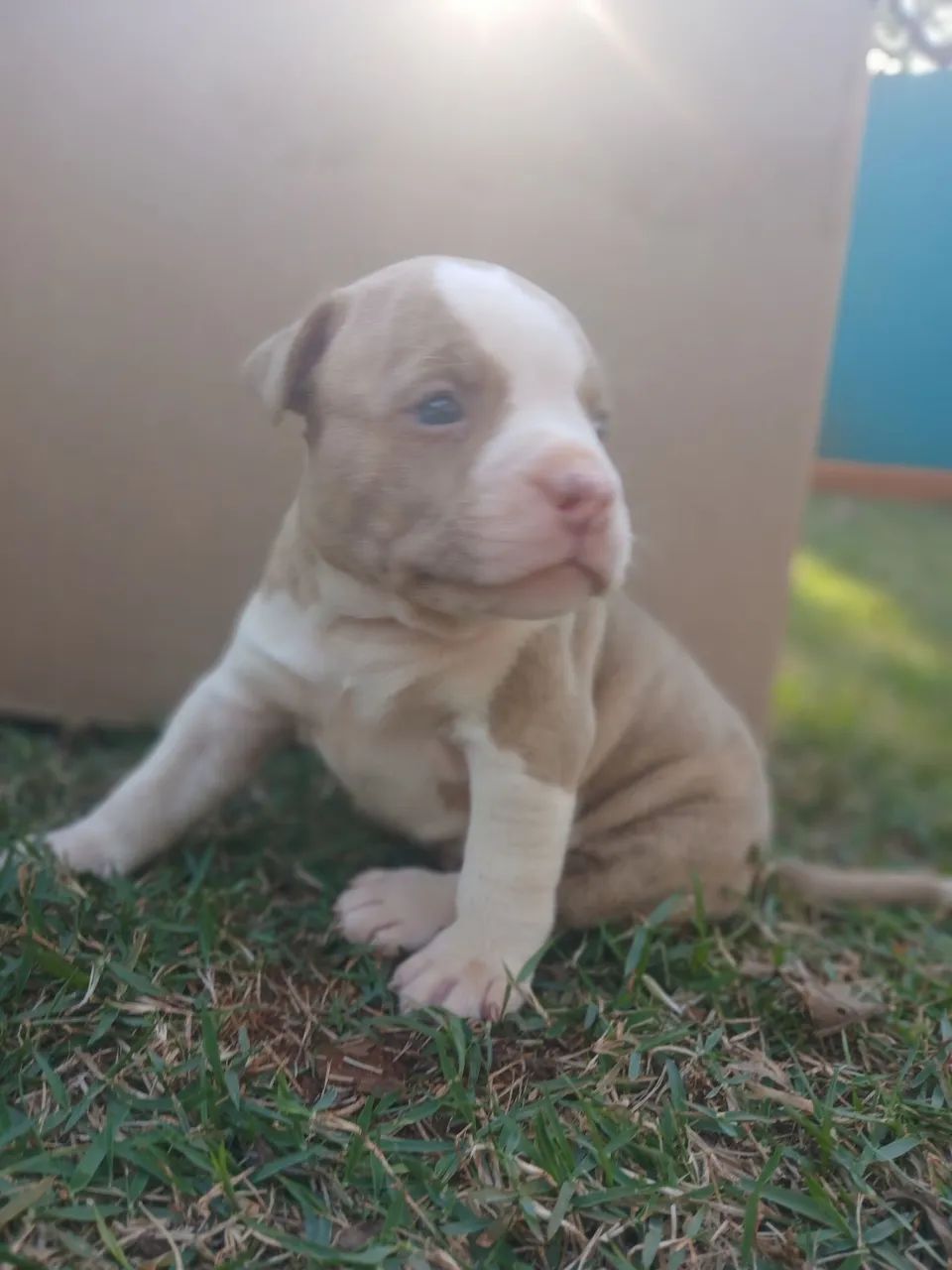 Filhotes de American bully disponível R$1500 Fêmeas R$1400 Macho - Foto 3