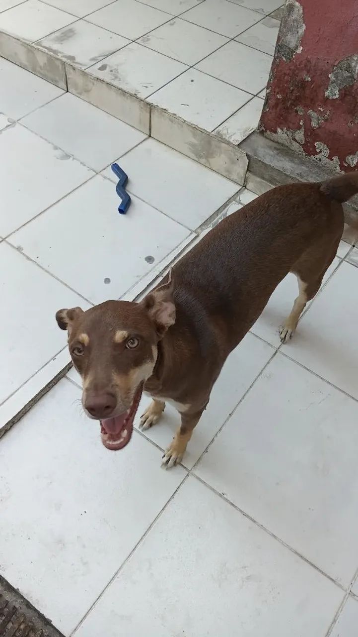 Cachorro  - Foto 2