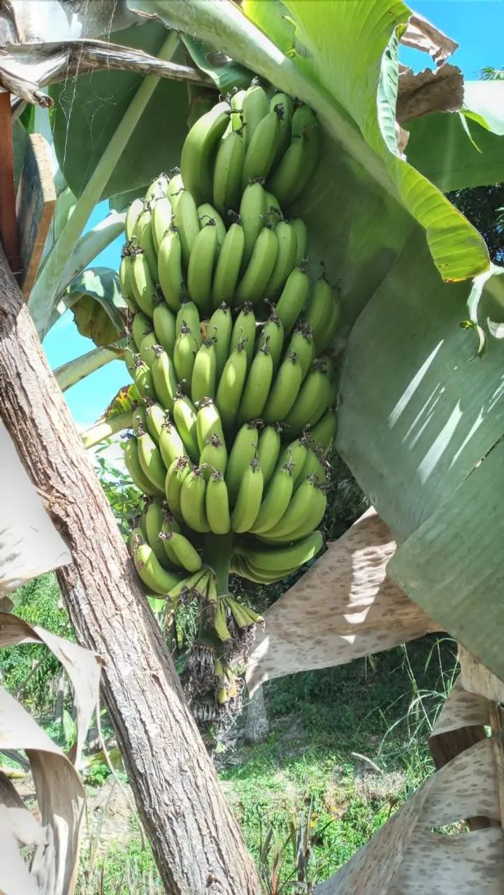 Sitio em Domingos martins 300mil - Foto 5