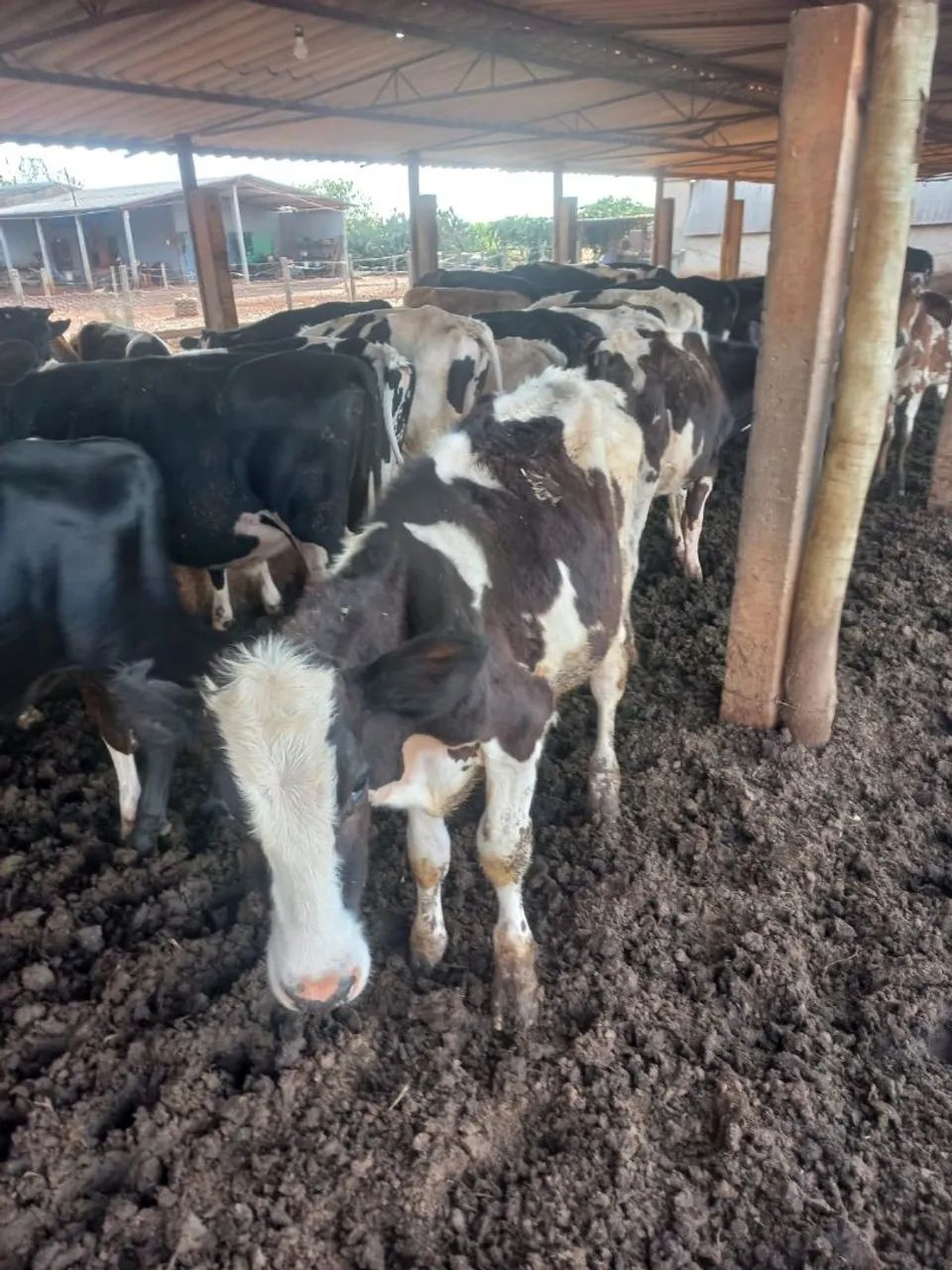 Vende bezerro - Foto 2