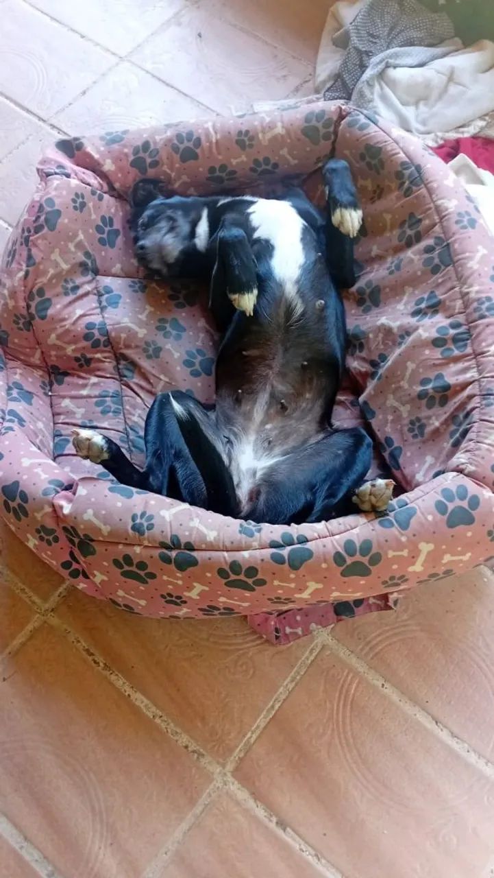 Doa-se cachorra - Foto 4