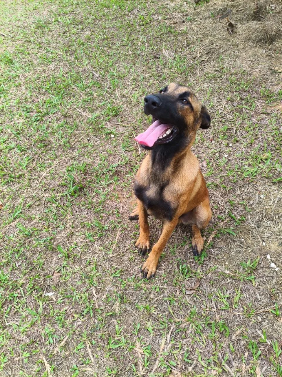 Pastor Belga Malinois - Foto 4