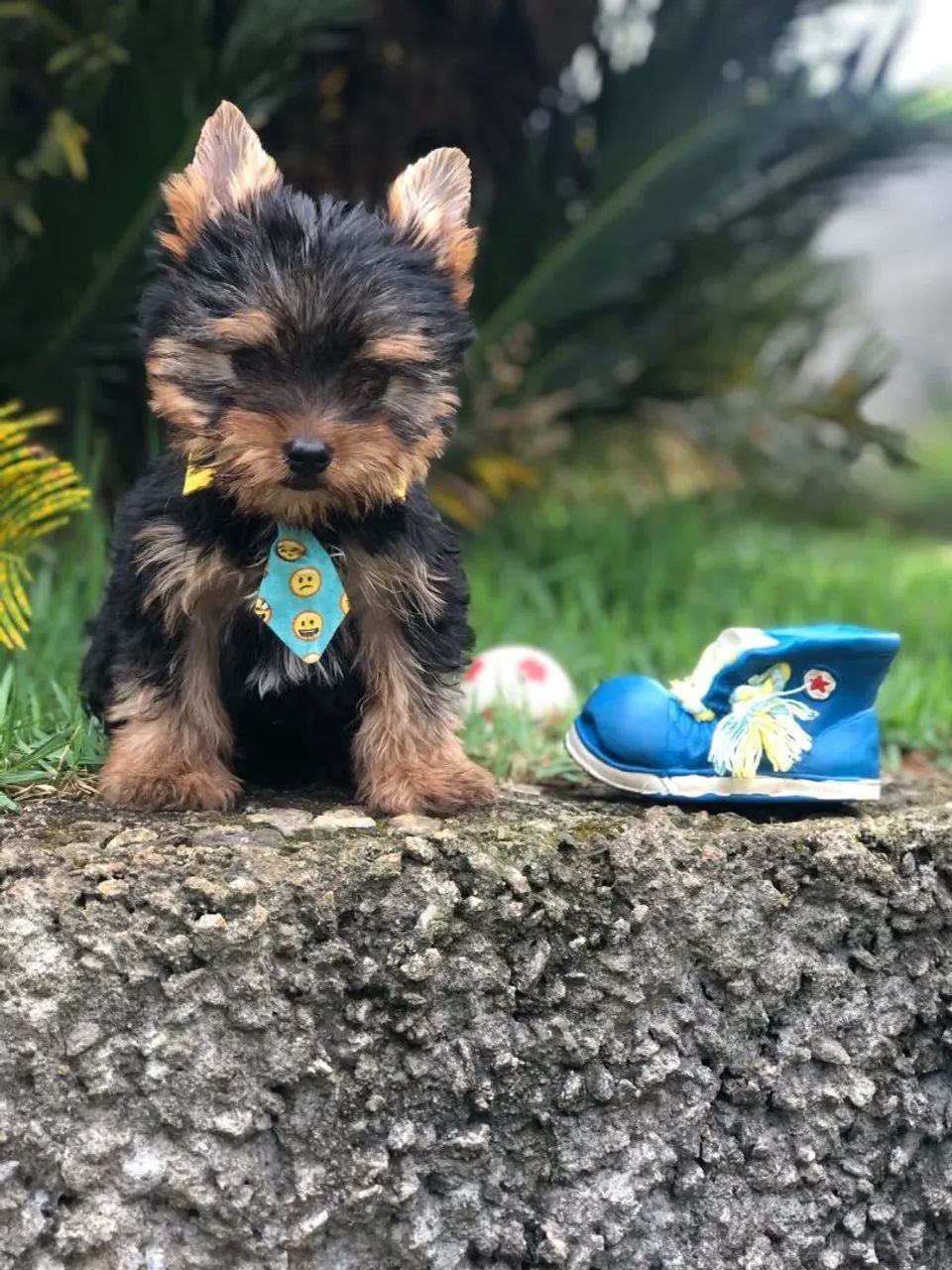 Yorkshire terrier micro macho - Foto 4