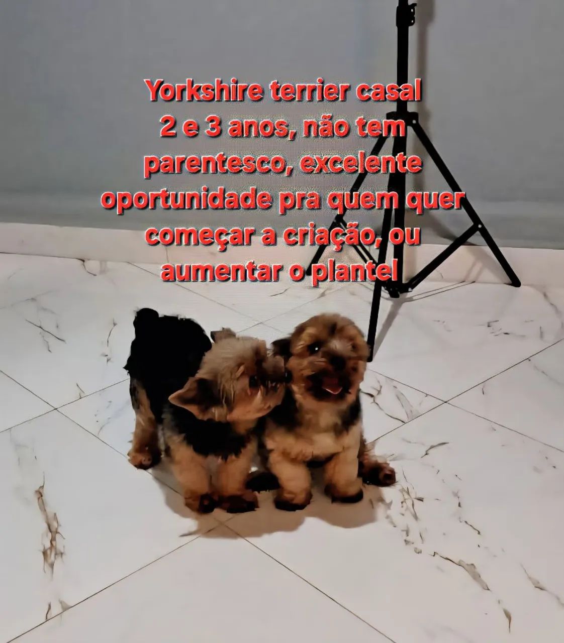 Yorkshire terrier casal, oportunidade única 