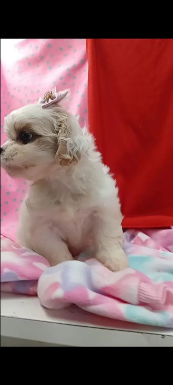 Shih Tzu ?  - Foto 4