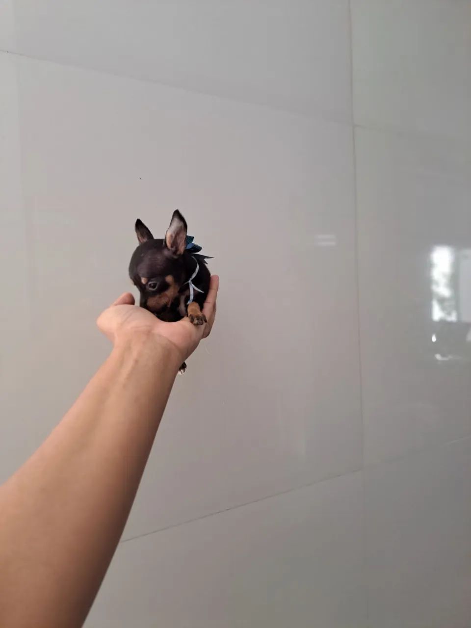 Miudinho pinscher zero  - Foto 2