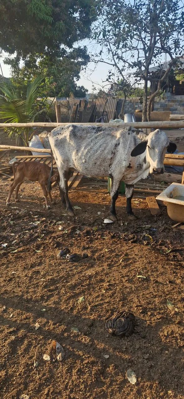 VACAS DE LEITE - Foto 3