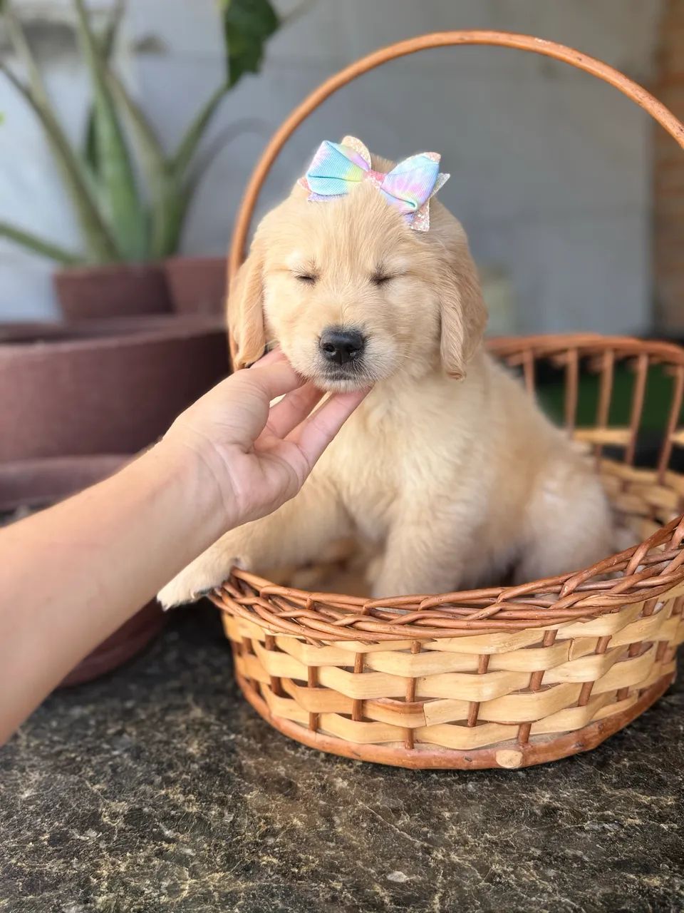 Golden retriever  - Foto 2