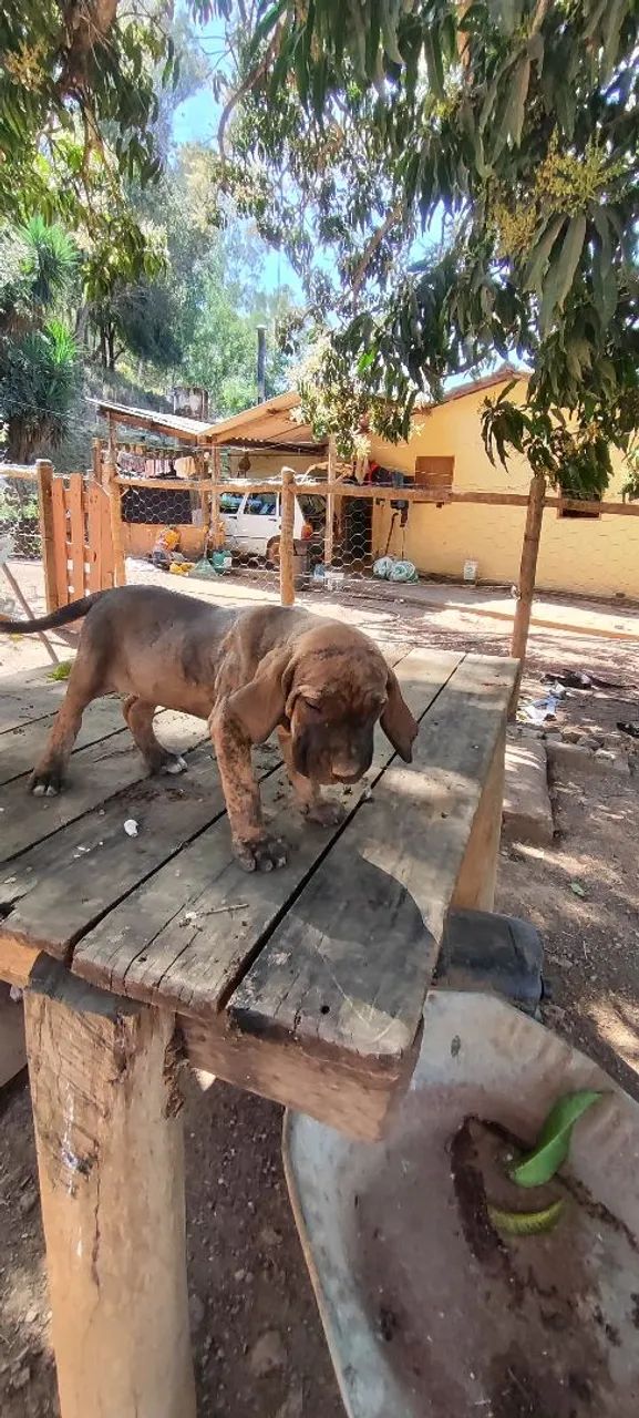 Fila brasileiro  - Foto 2