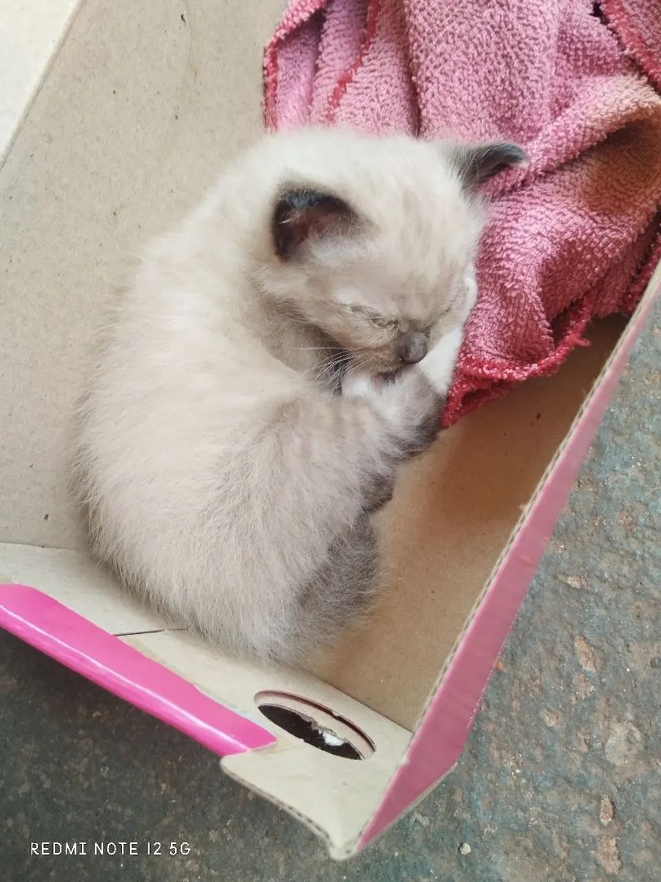 Gatinho para adoção