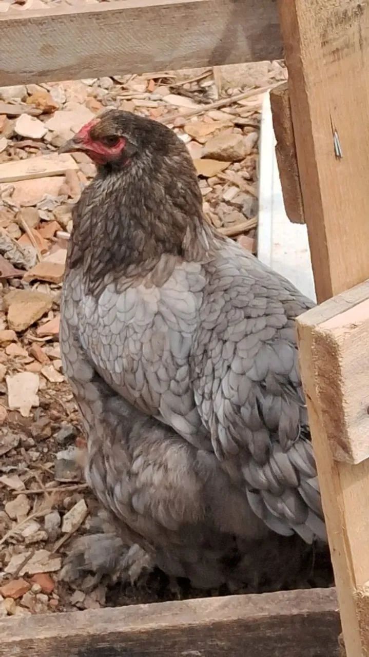 Galinhas da Raça Brahma Gigante  - Foto 2