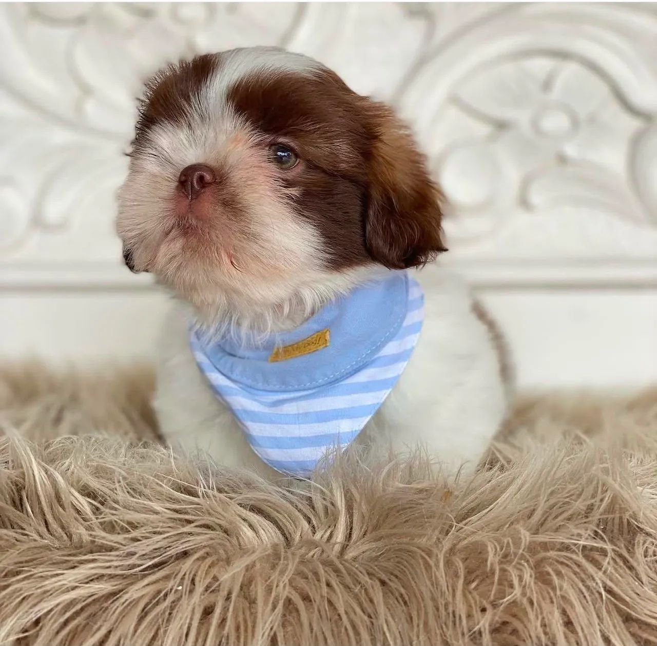SHIHTZU mini - Foto 2