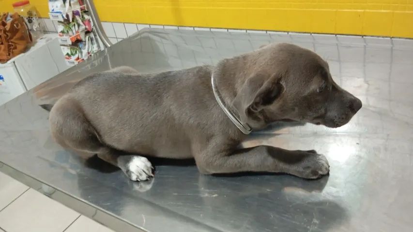 Doação de cães  - Foto 2