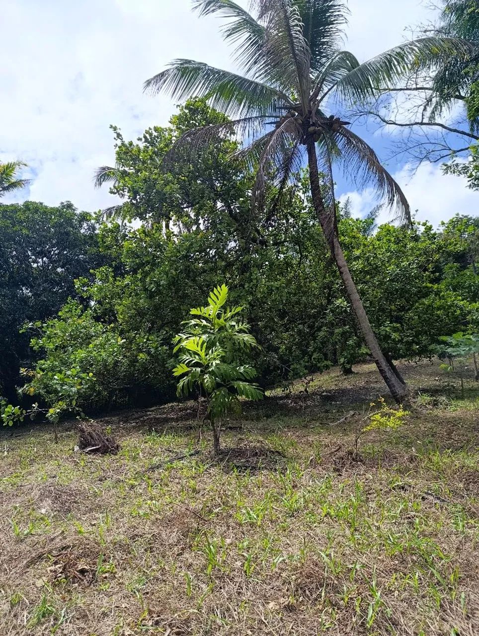 Vende-se este sítio  - Foto 5