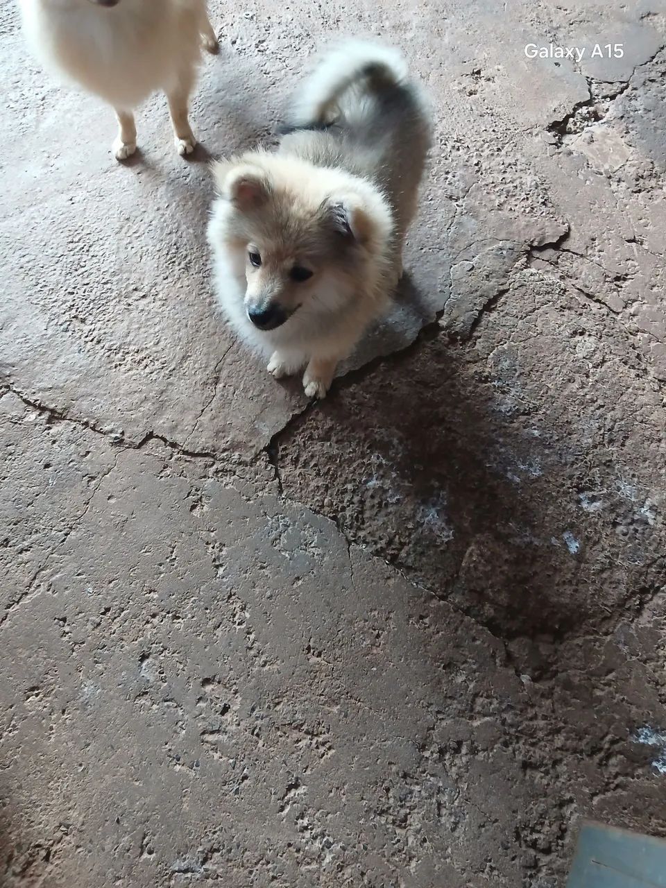 Venda  - Foto 3