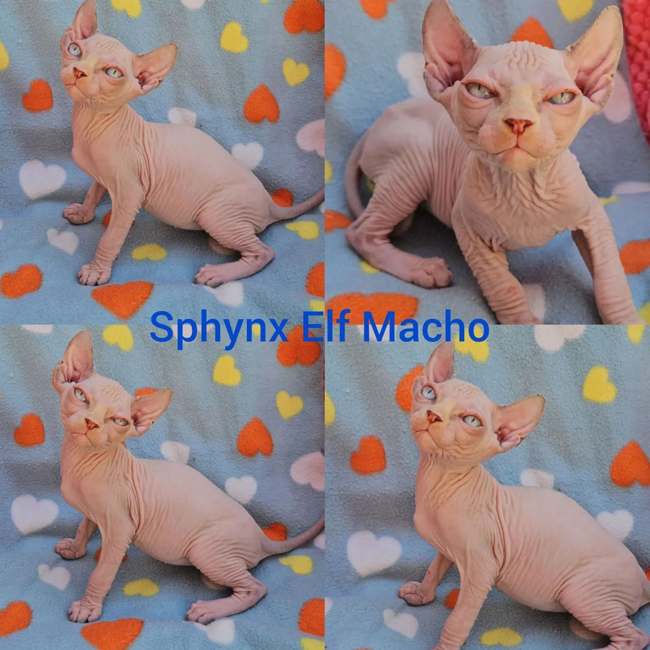 Sphynx Elf Filhotes - Gatil BSB Cat  - Foto 4