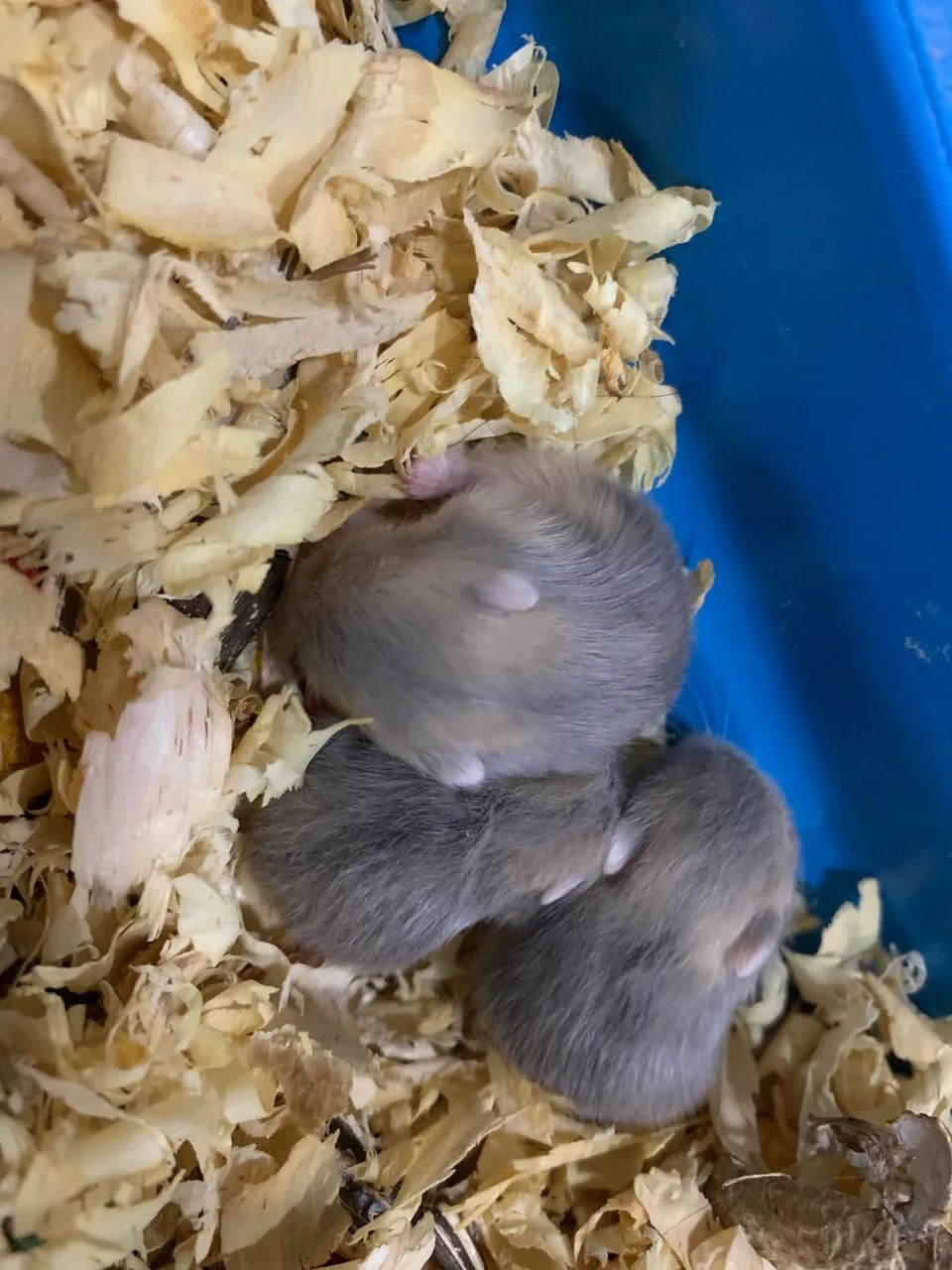 Vendo filhotes de hamster anão russo  - Foto 2