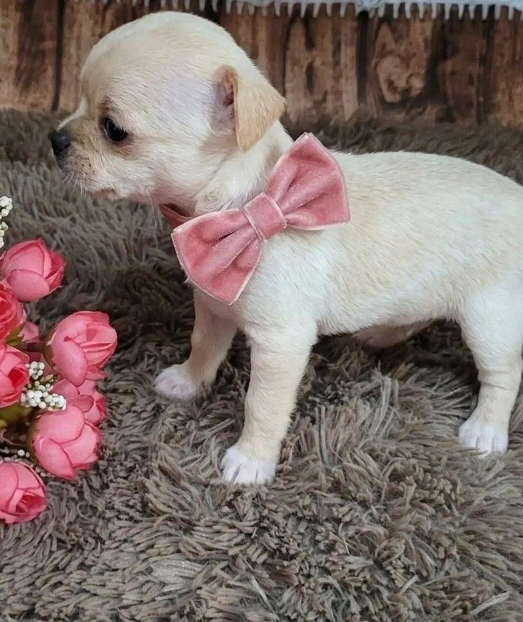Chihuahua  - Foto 2