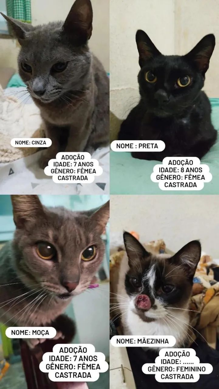 Adoção responsável 