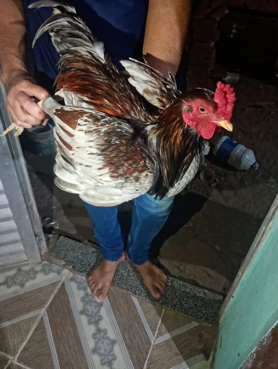 Galo e galinhas para venda  - Foto 3