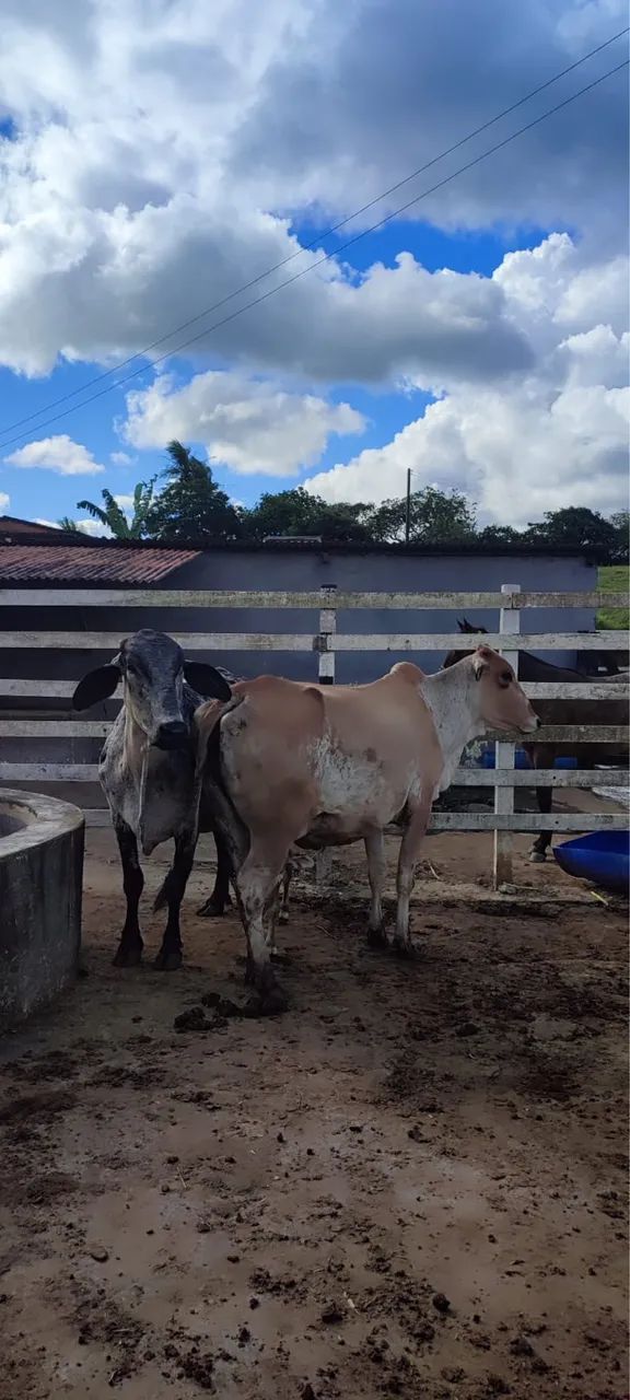 Vendo vacas girolandas - Foto 2