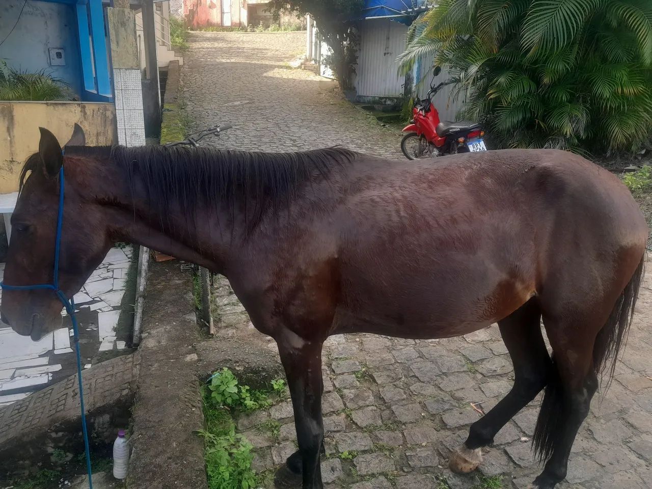 Cavalo - Foto 2