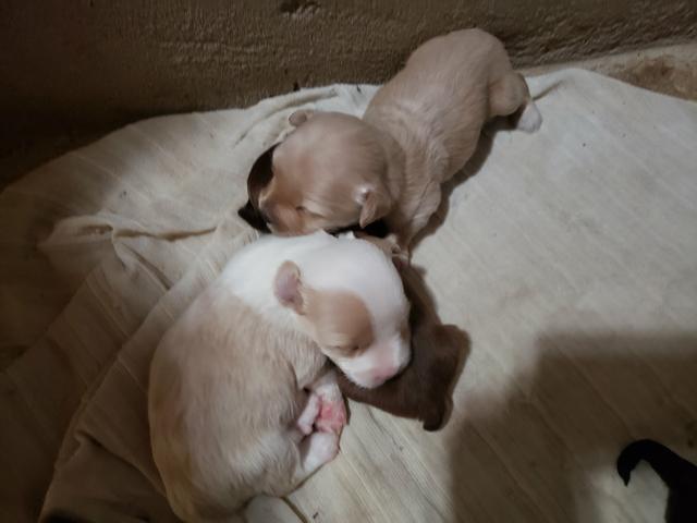 Cachorrinhos poodle e piquinês - Foto 3