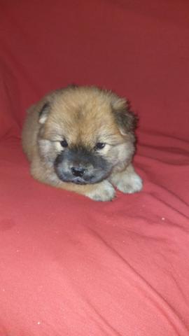 Filhote de Chow Chow - Foto 5