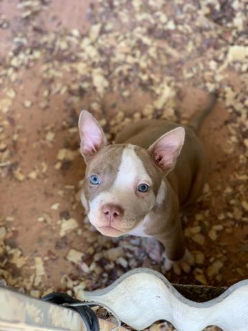 Filhotes de AMERICAN BULLY - Foto 4