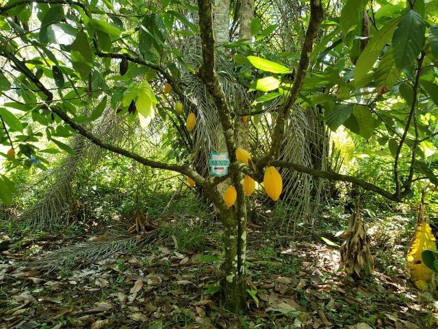 Ibirapitanga. Fazenda pequena com área de 12 ha - Foto 20