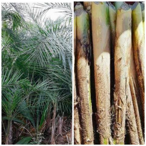 Guerobas - Foto 2