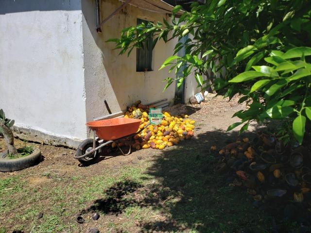 Ibirapitanga. Fazenda pequena com área de 12 ha - Foto 5