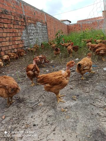 Galinha e Frango CAIPIRÃO