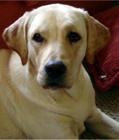 Filhote de Labrador de 1,500 por menos de 100R$