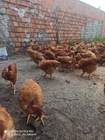 Galinha e Frango CAIPIRÃO - Foto 3