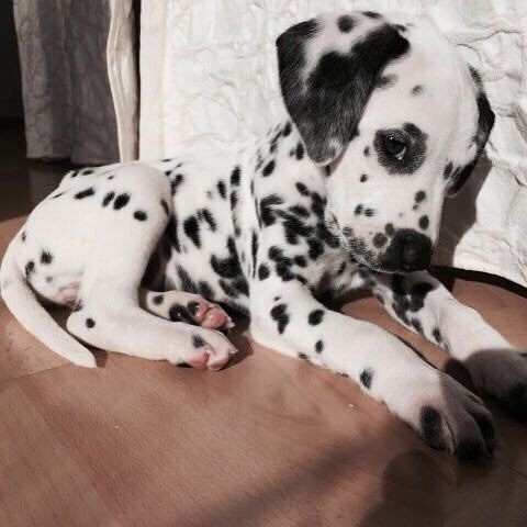 Dalmata Femea e Macho,com garantias em contrato.