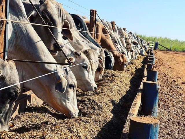 Gado disponível  - Foto 3